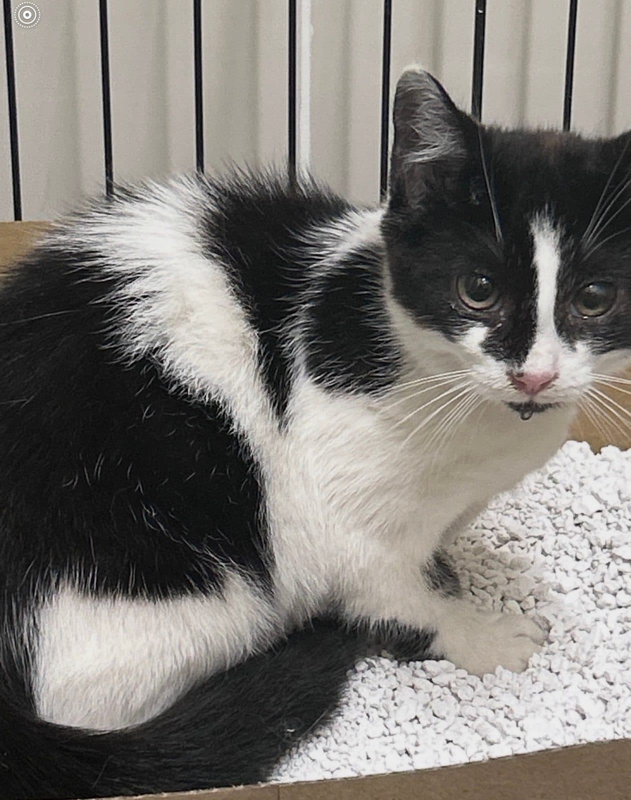 Arnie, looking for a forever home