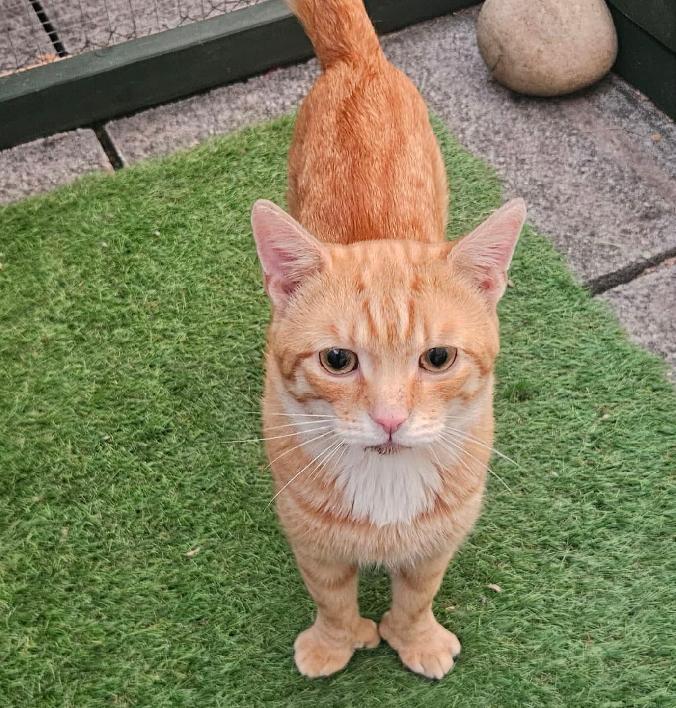 Biscuits, looking for a forever home