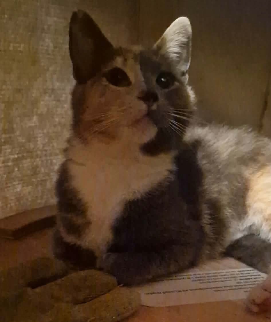 Suki, looking for a foster home