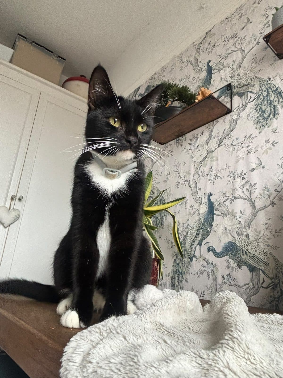 Gabby, looking for a forever home