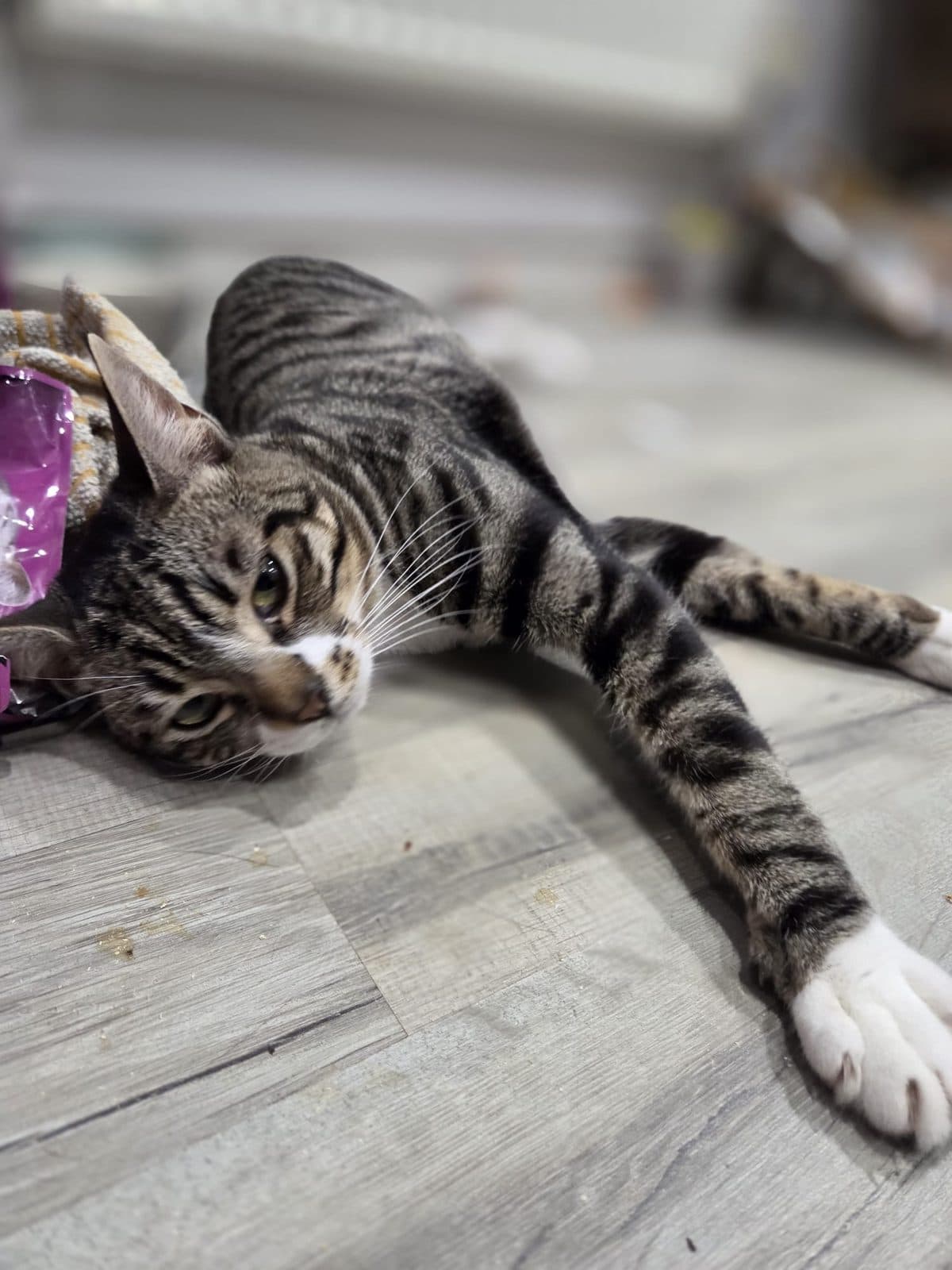 Benson, looking for a forever home