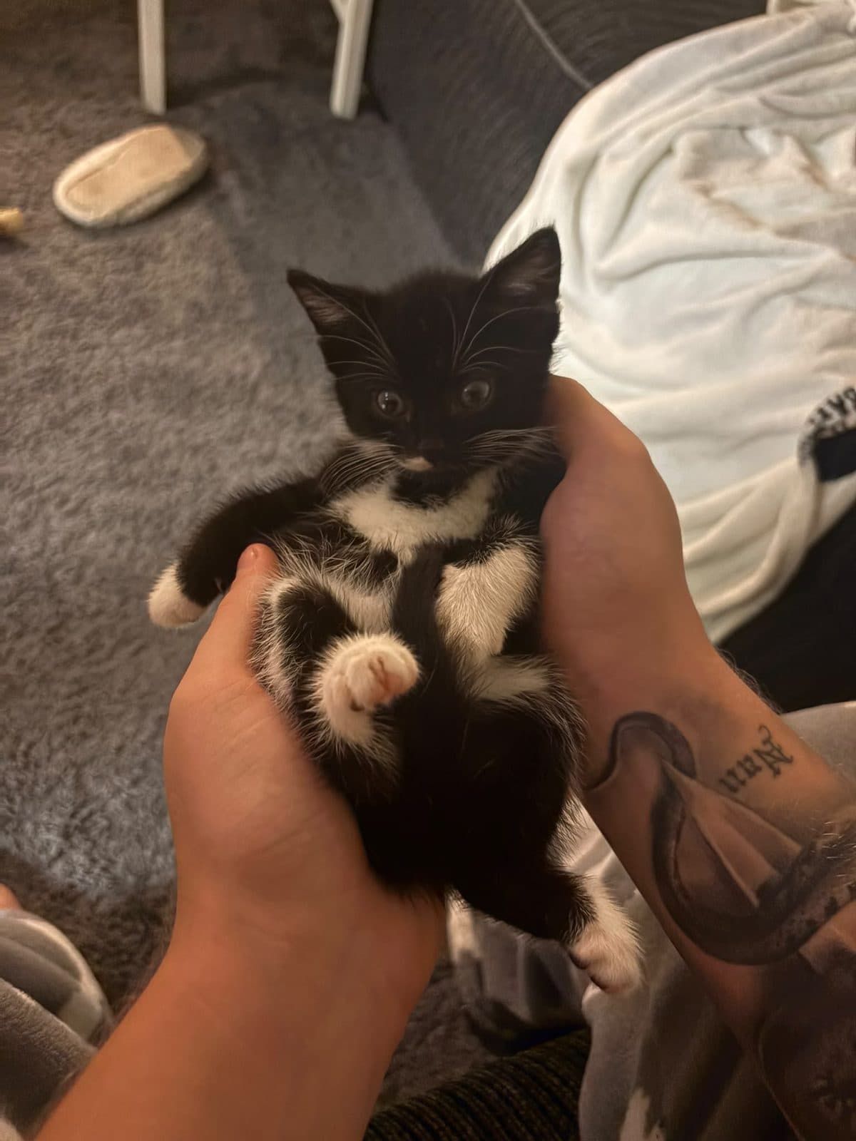 Harry, looking for a forever home