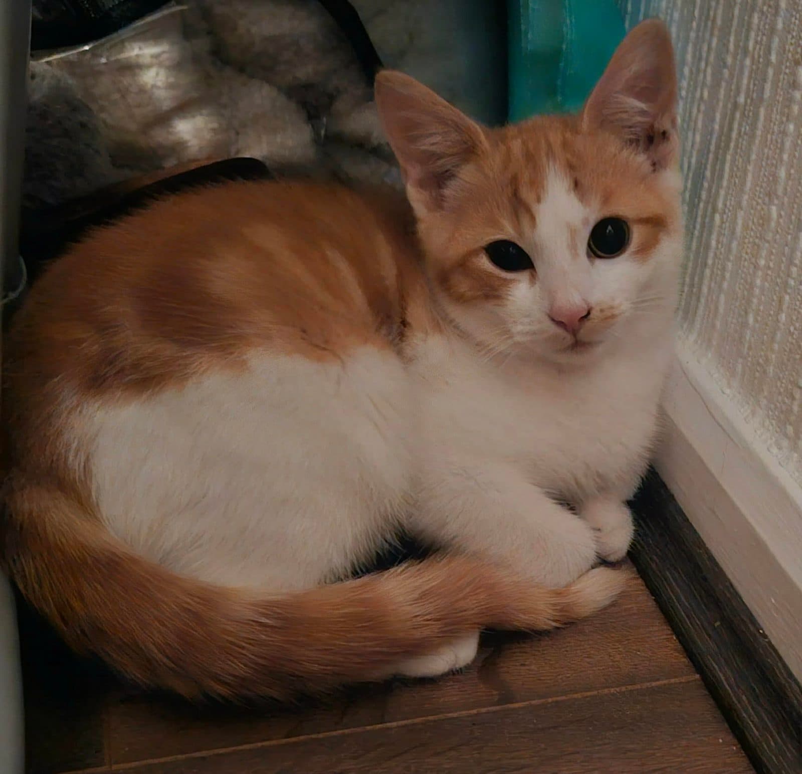 Cooper, looking for a forever home