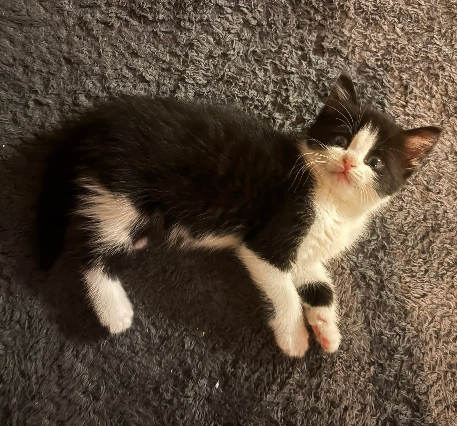 Fauna, looking for a forever home