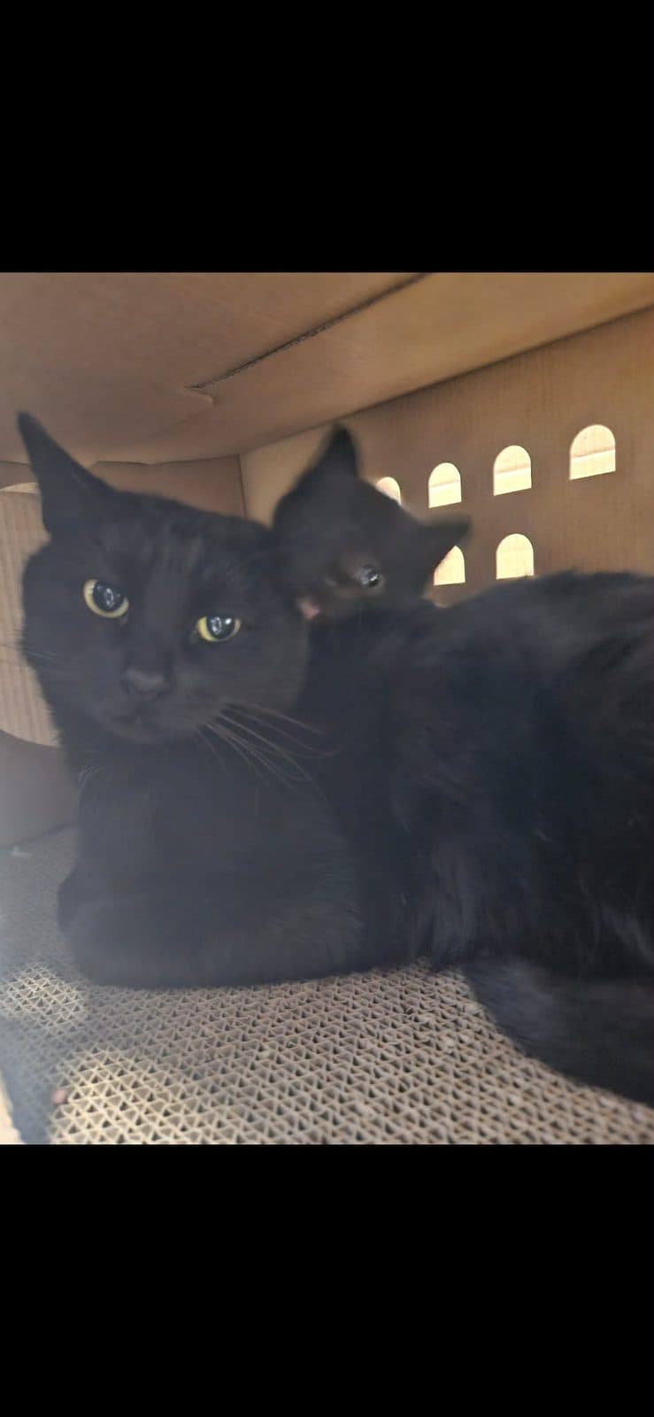 Lucky, looking for a forever home