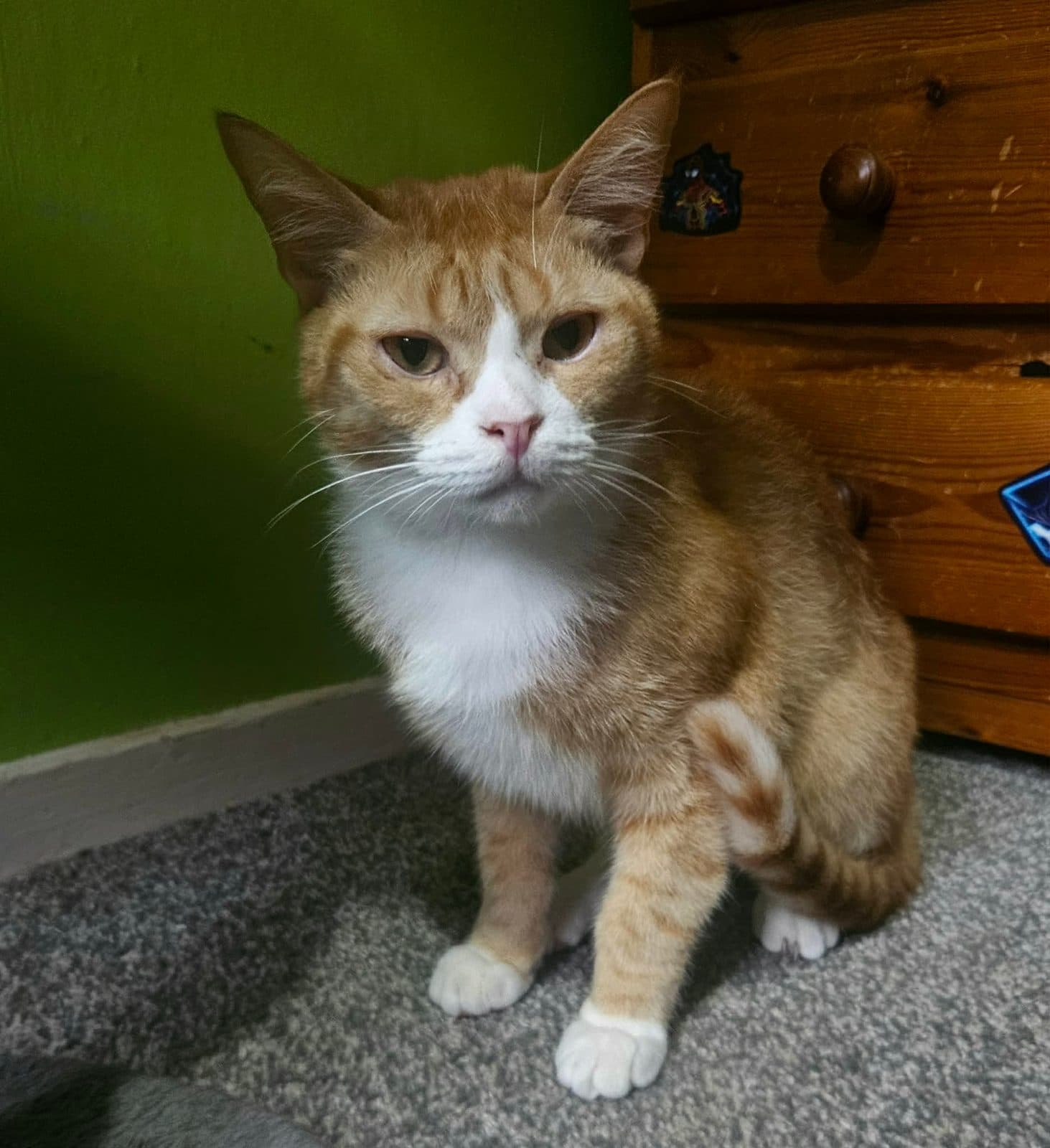 Max, looking for a forever home