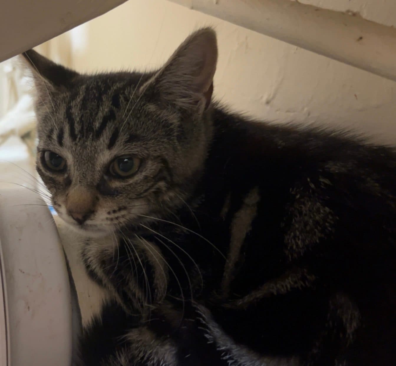 Bugs, looking for a forever home
