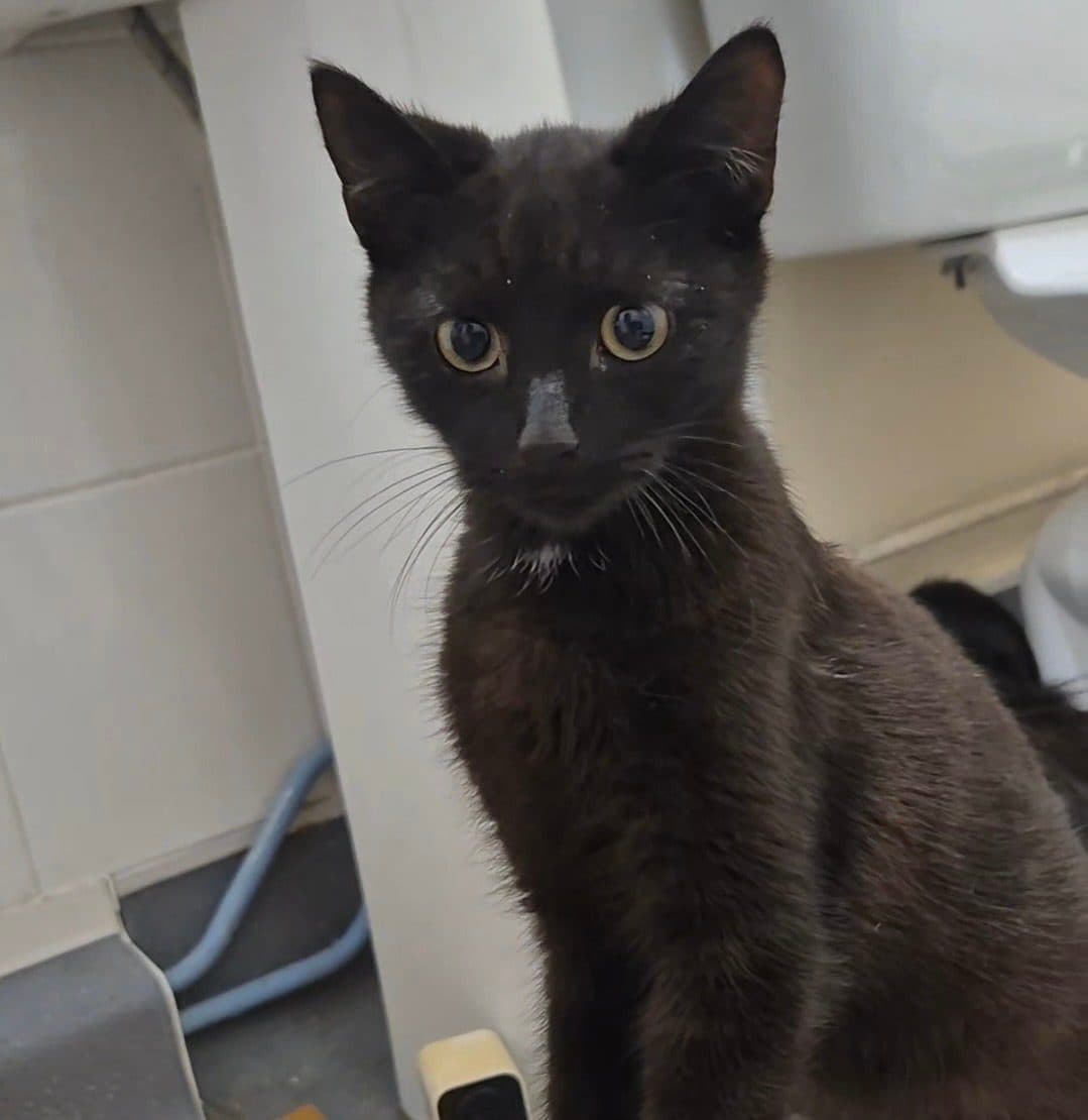 Kit (Kitkat), looking for a forever home