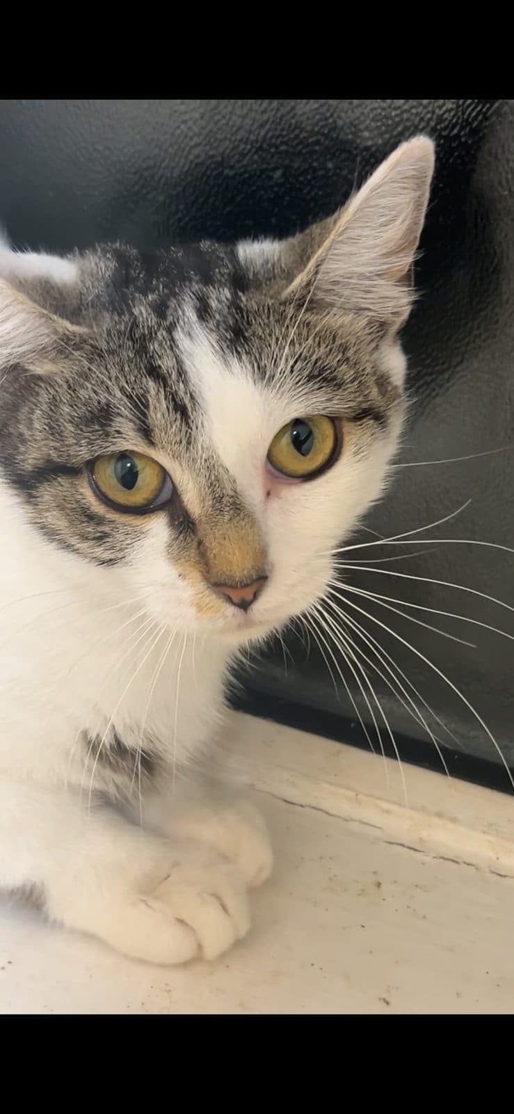 Patch, looking for a forever home