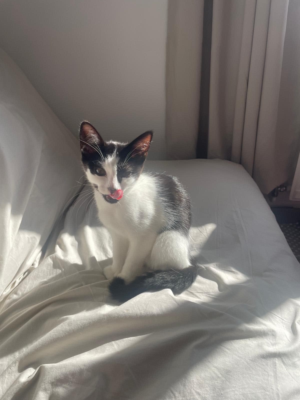 Tiny, looking for a forever home