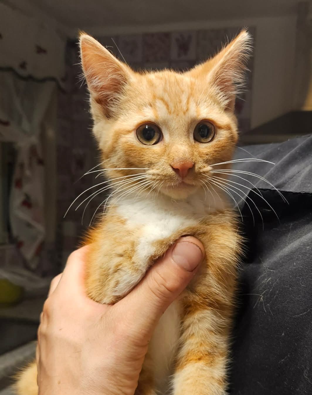 Kristian, looking for a forever home
