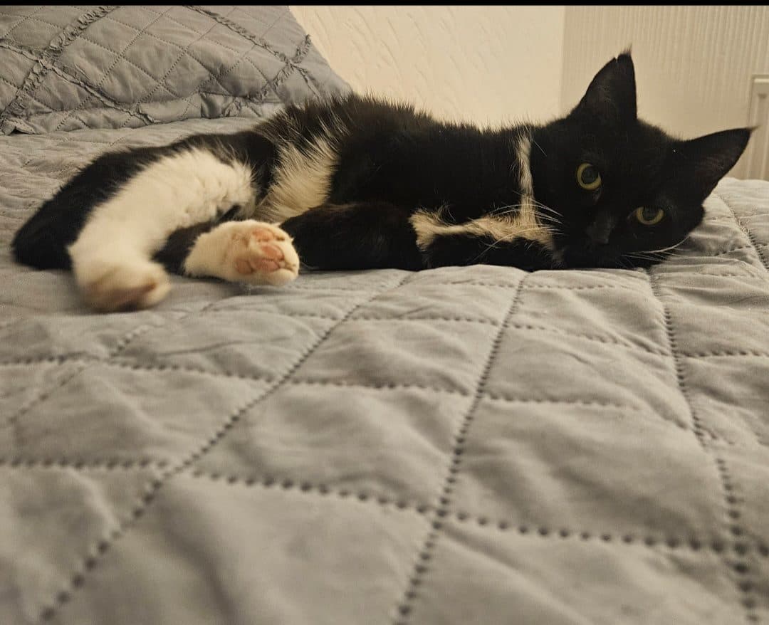 Betty/ Indy, looking for a forever home