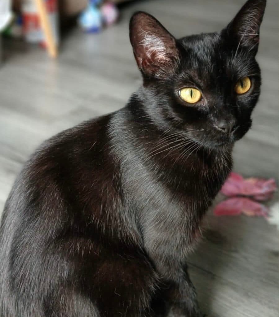 Missy, looking for a forever home
