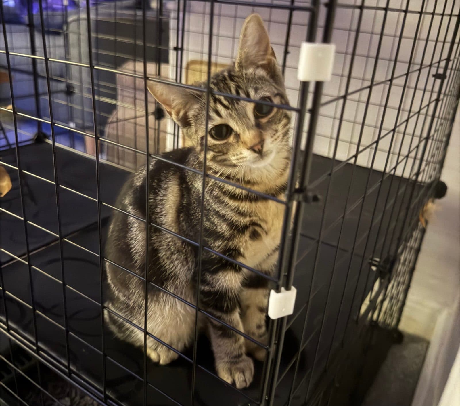Bugs, looking for a forever home