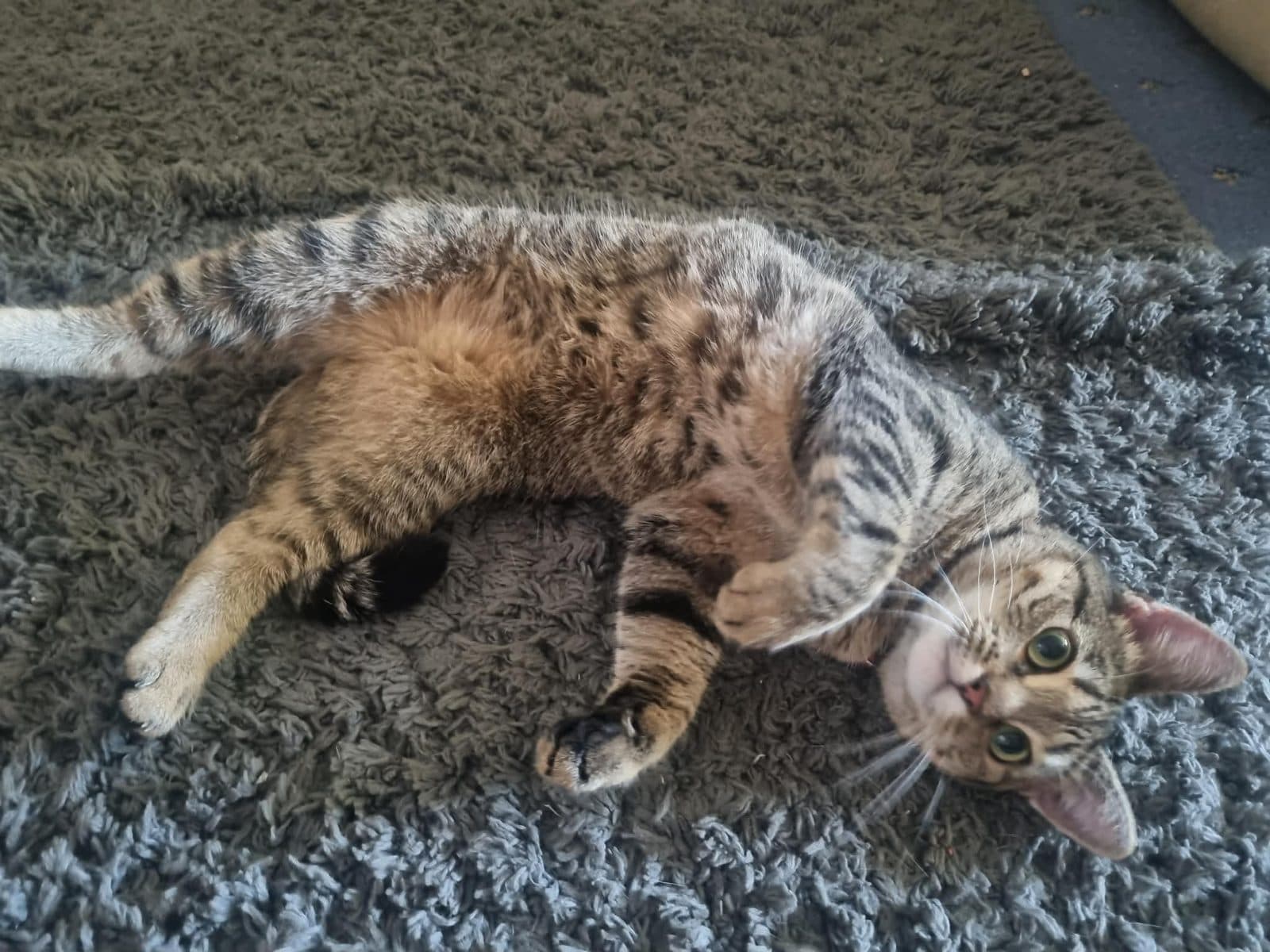 Chika, looking for a forever home