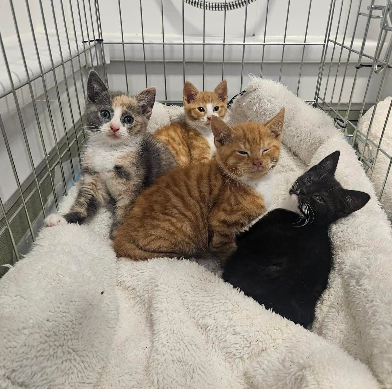 Four rescued kittens snuggled together on a blanket in our care