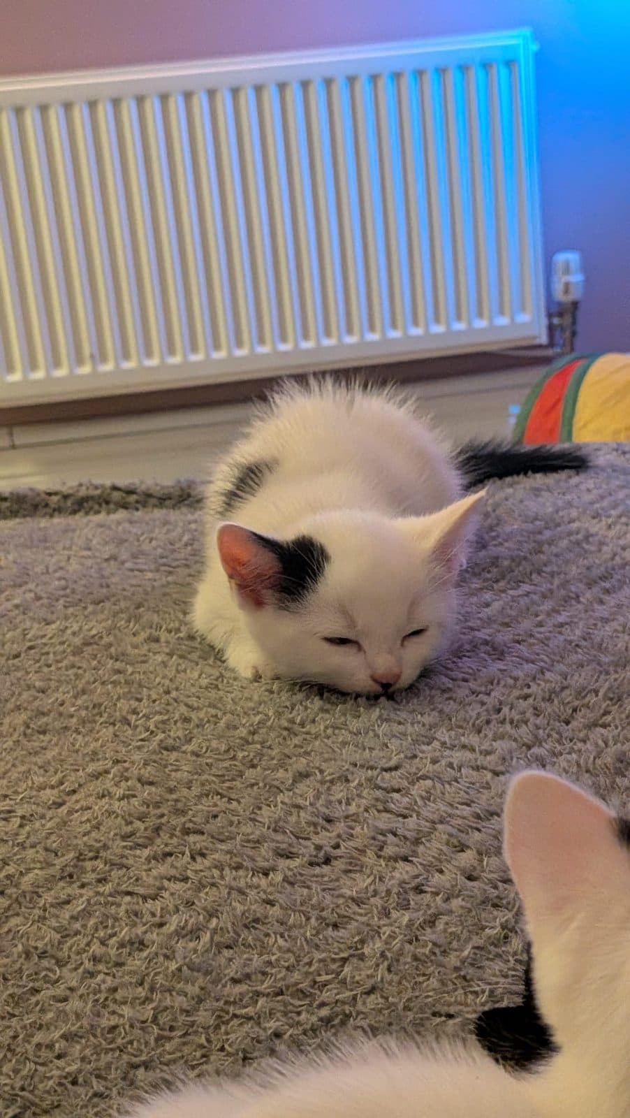 Taylor, looking for a forever home