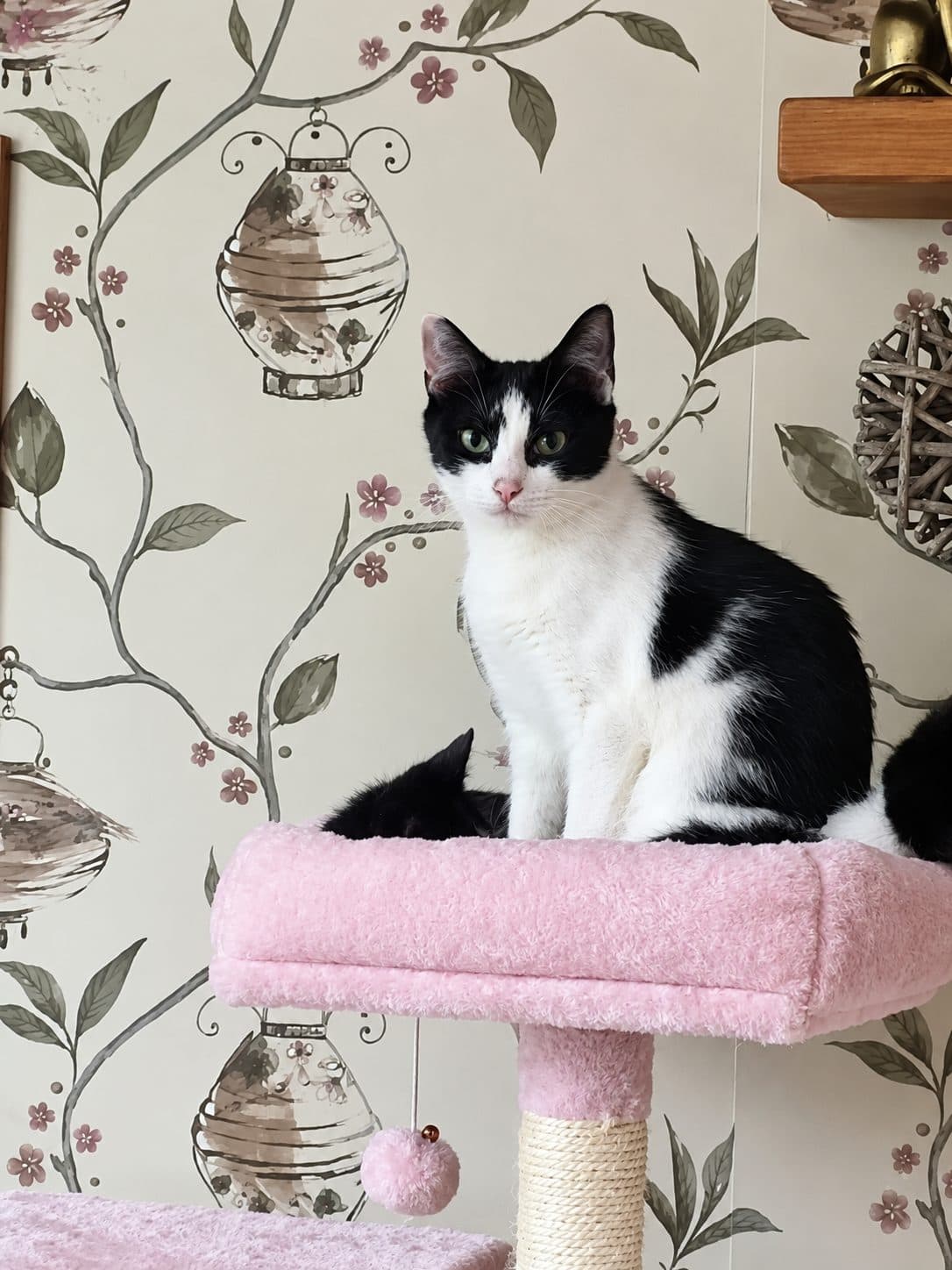 Sweetie, looking for a foster home